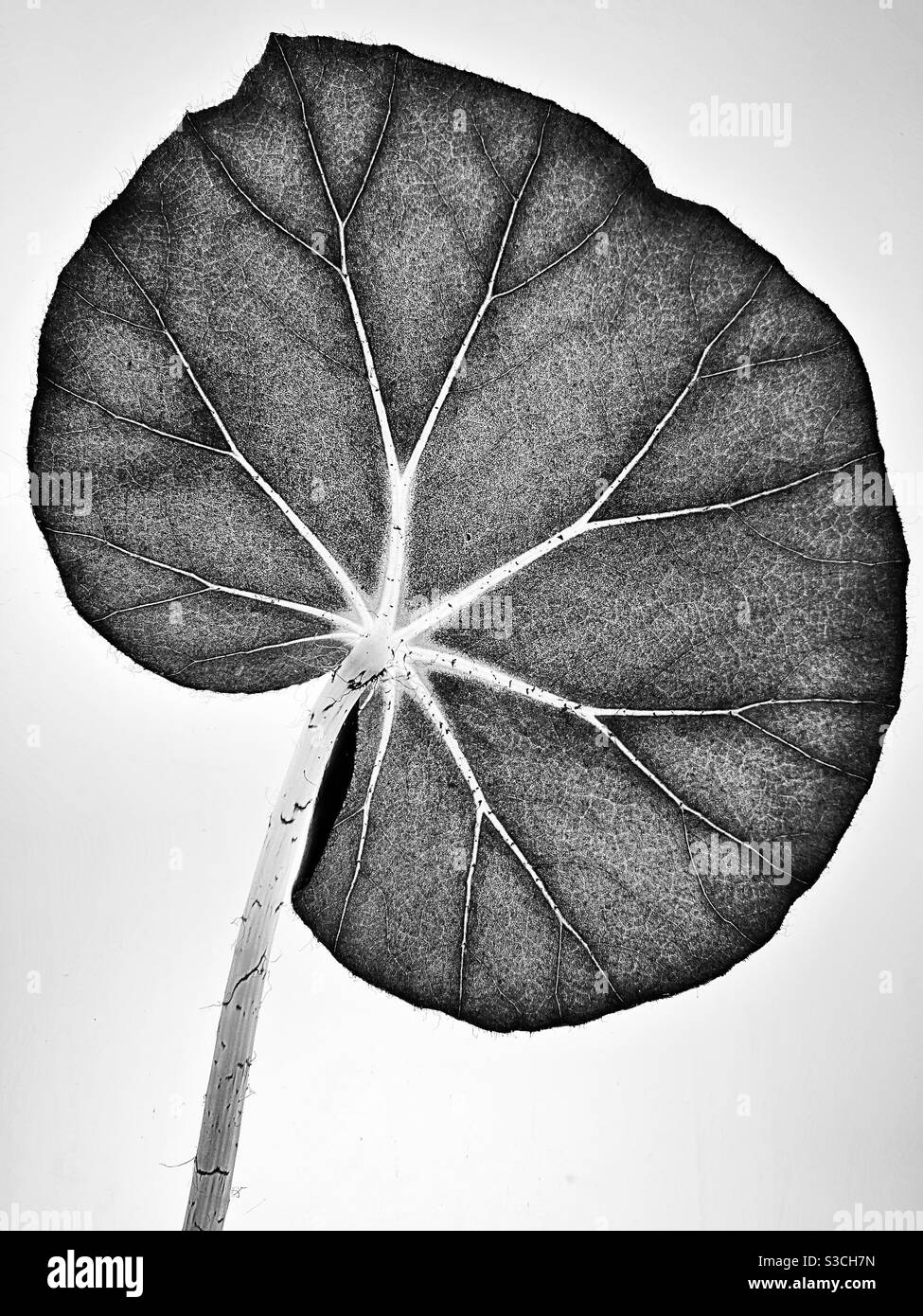 Leaf of a begonia erythrophylla plant. Stock Photo