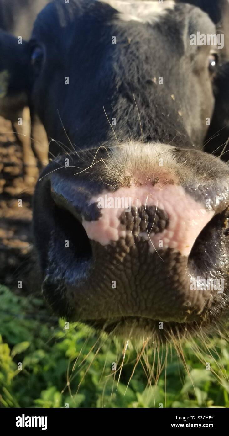 Cow snout zoomed in Stock Photo