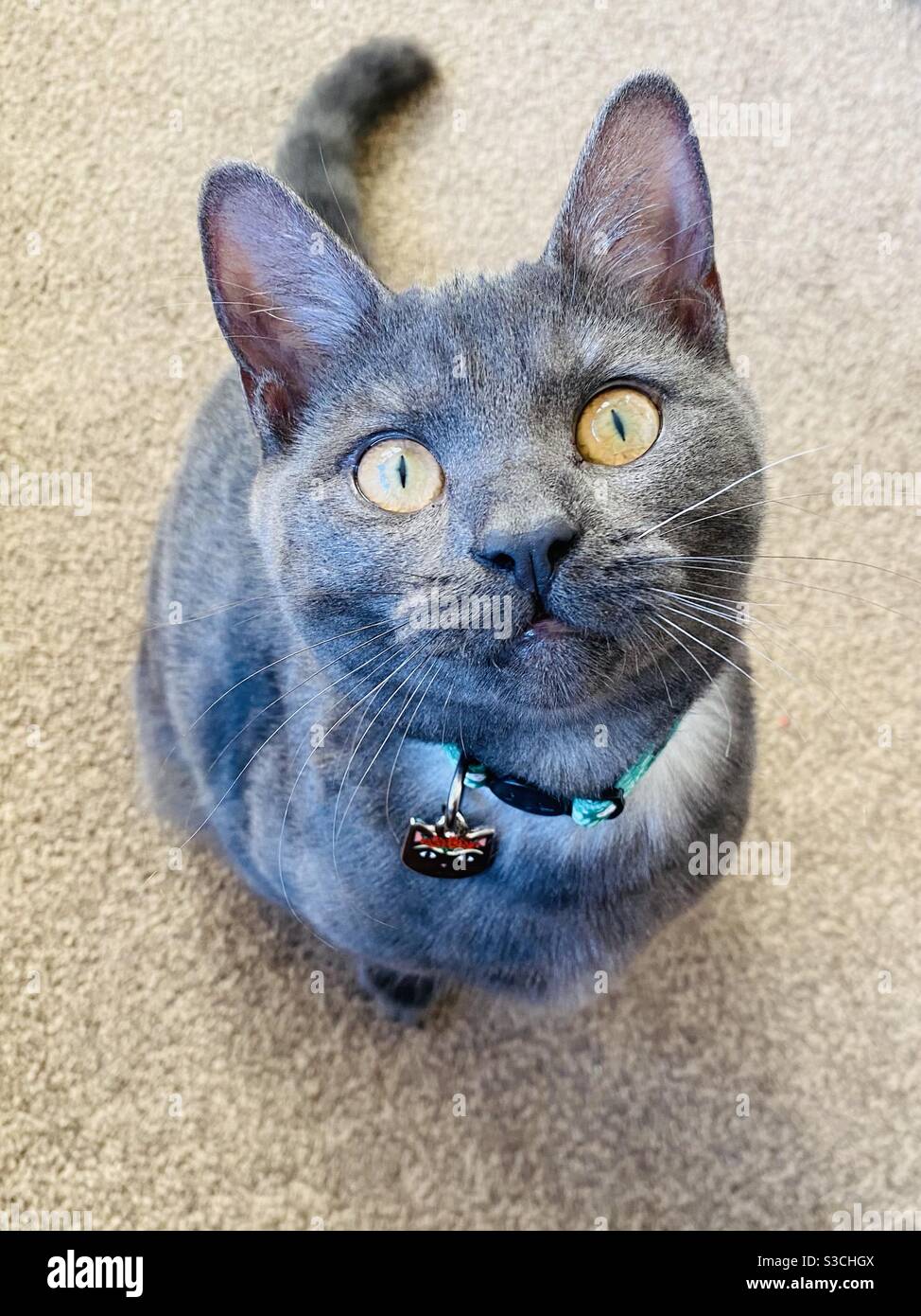 Kitten with new collar Stock Photo