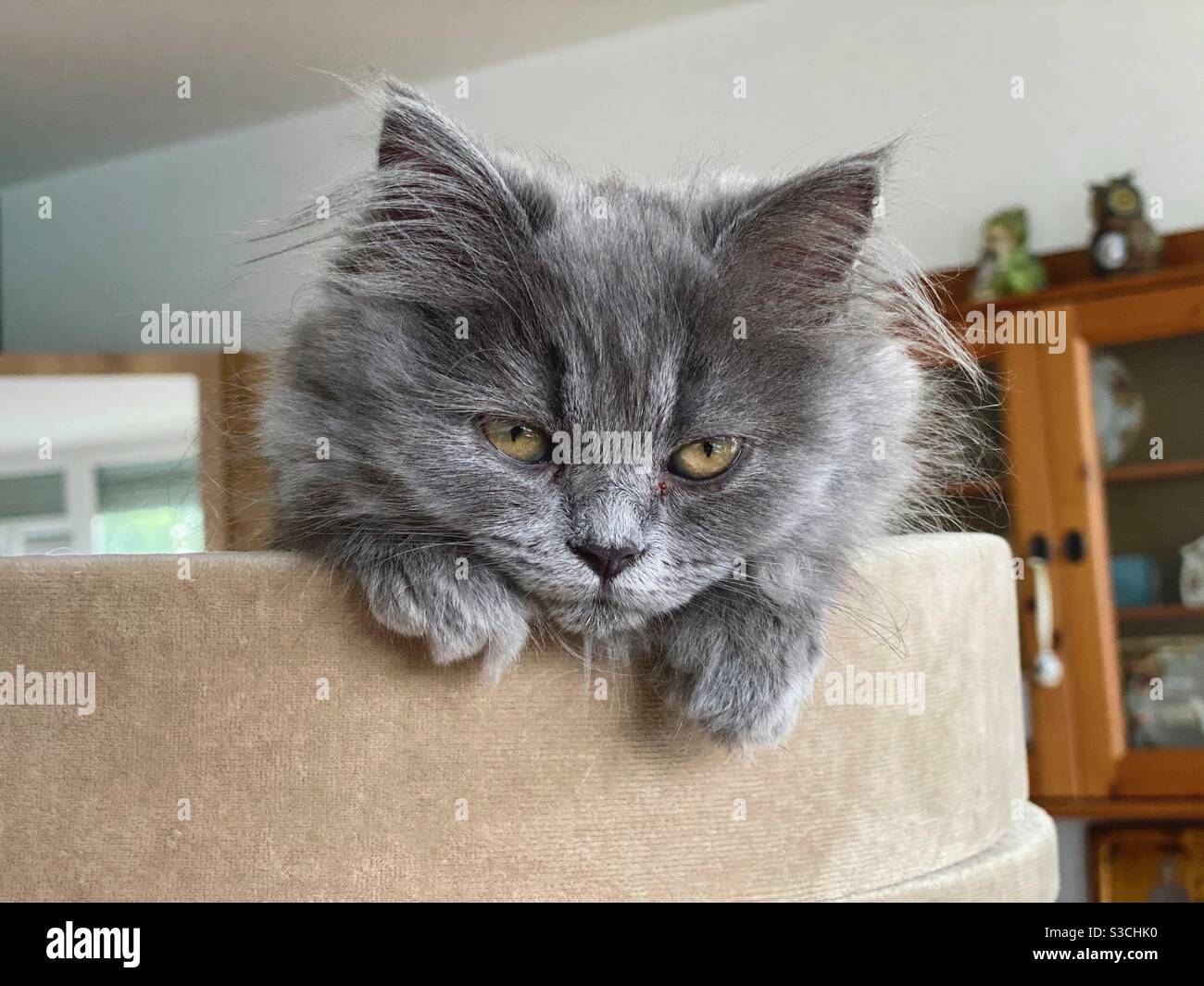 3 months old Blue Persian kitten head looking down from the top of a cat tree. Stock Photo