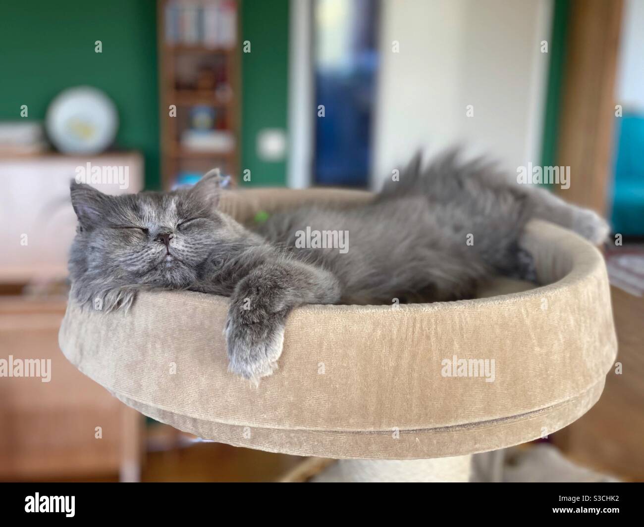 3 months old Blue Persian kitten happily sleeping on top of a cat tree. - Smartphone Captured Stock Image