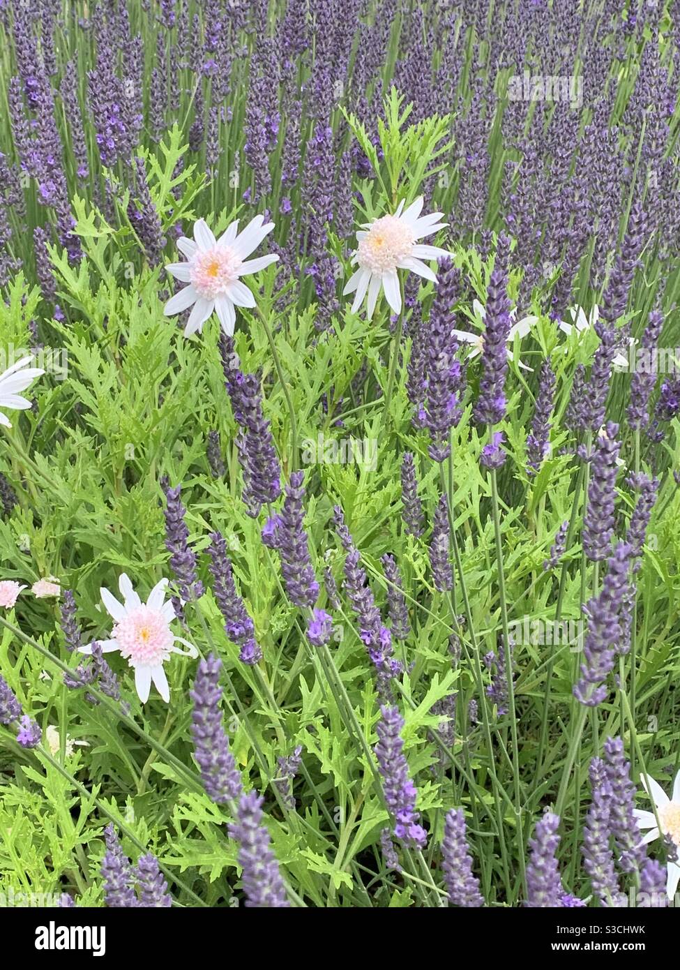 Daisies and lavender, sweet bed fellows in an English country garden