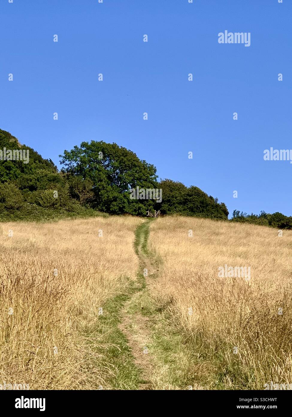 The Way Back Path