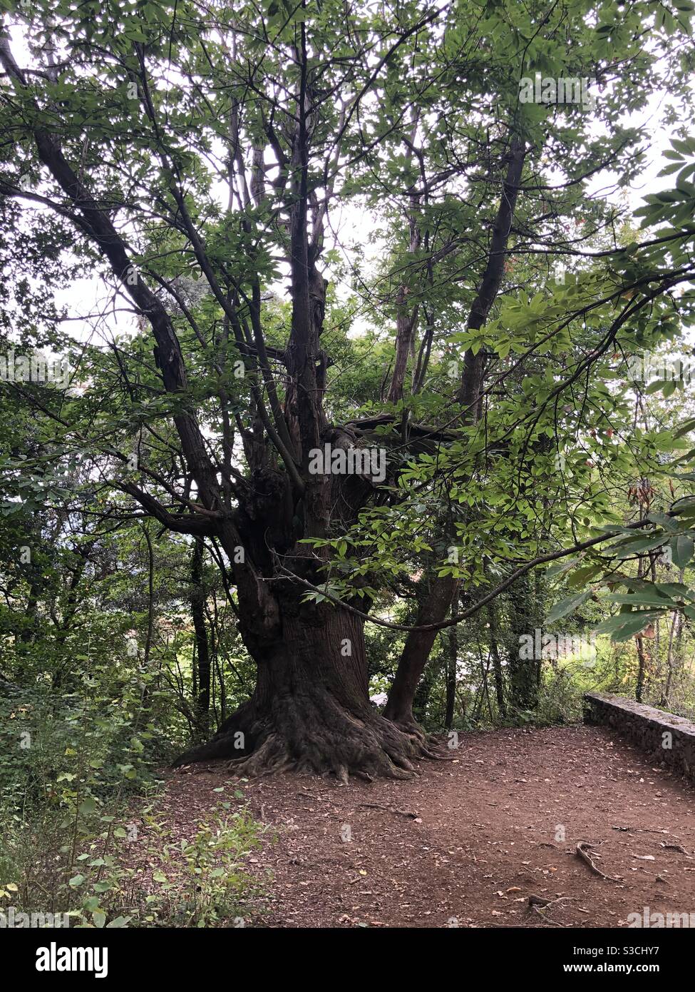 Tree with wig trunk Stock Photo Alamy