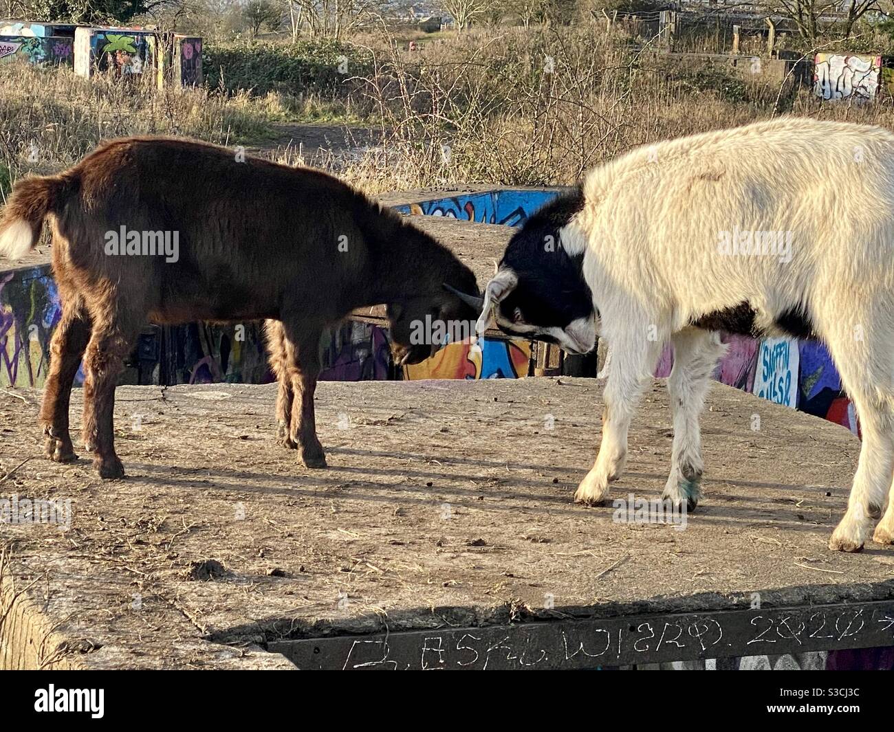 Fighting goats - Smartphone Captured Stock Image