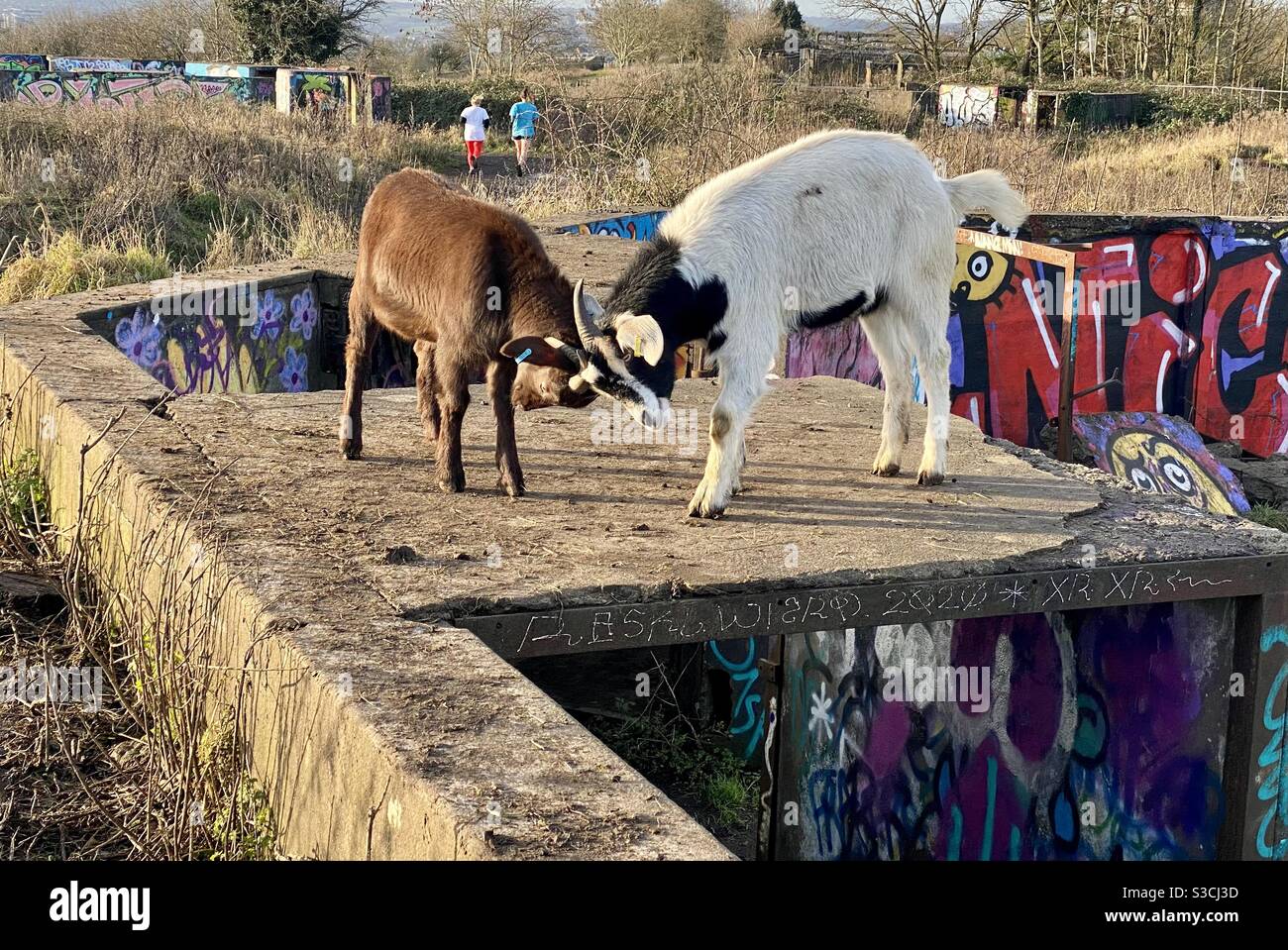 Fighting goats - Smartphone Captured Stock Image