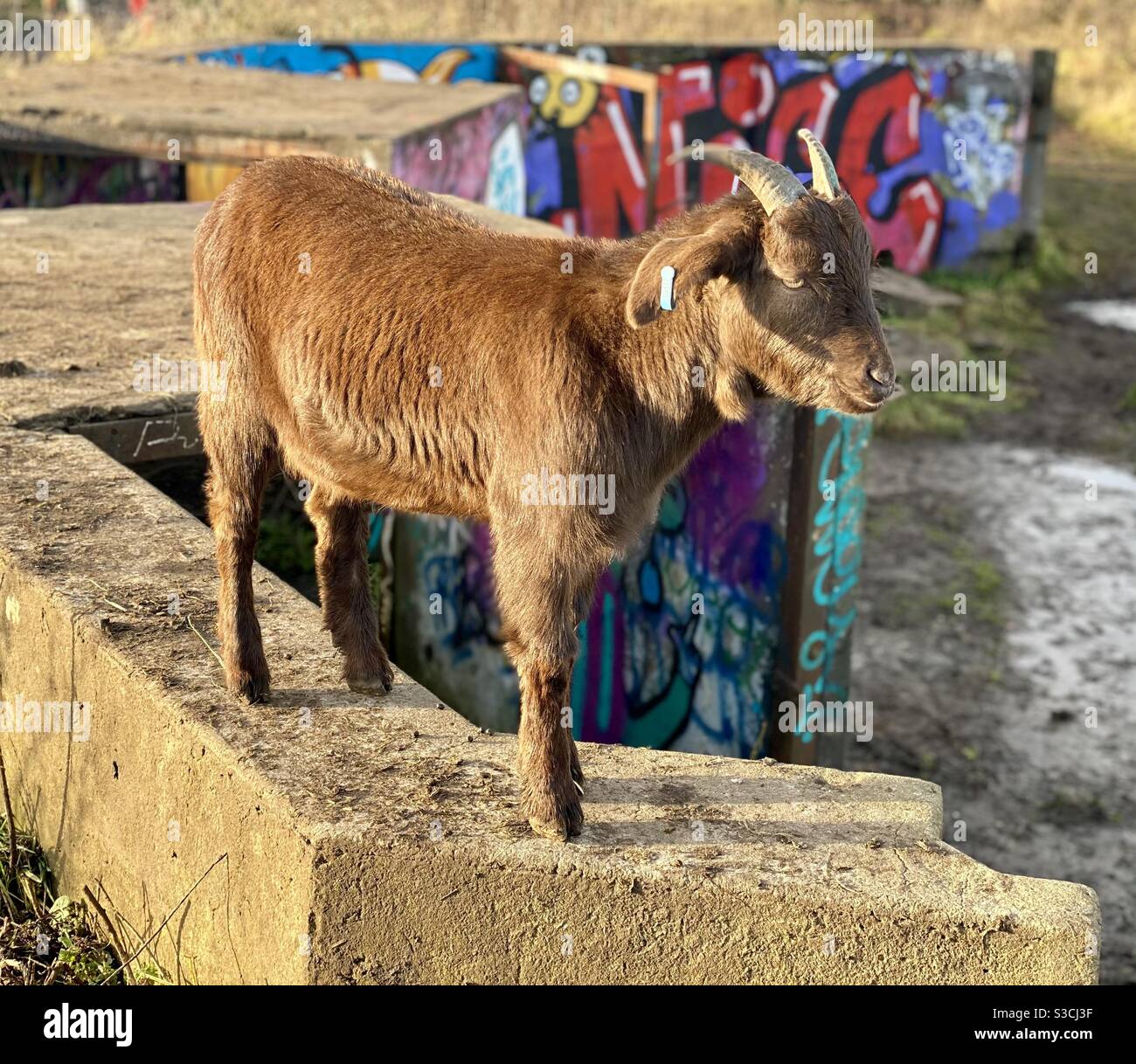 Streetgoat bristol Stock Photo