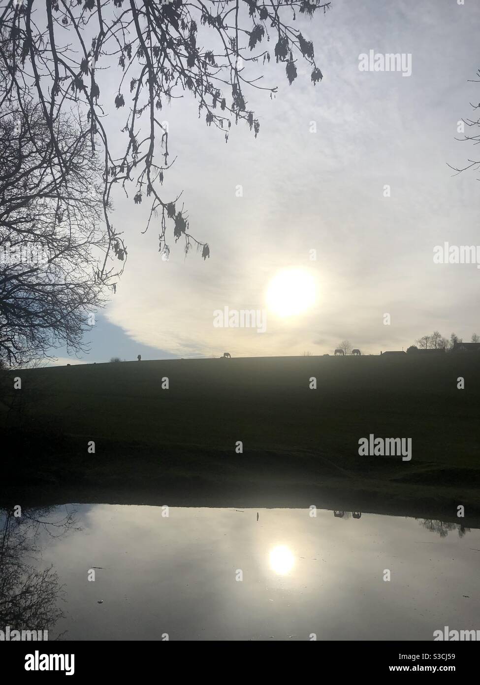 Horses grazing in field by canal with winter sun sitting low in sky and reflecting in canal - Smartphone Captured Stock Image