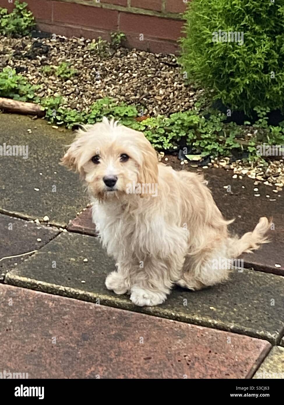 Puppy in Garden Stock Photo Alamy
