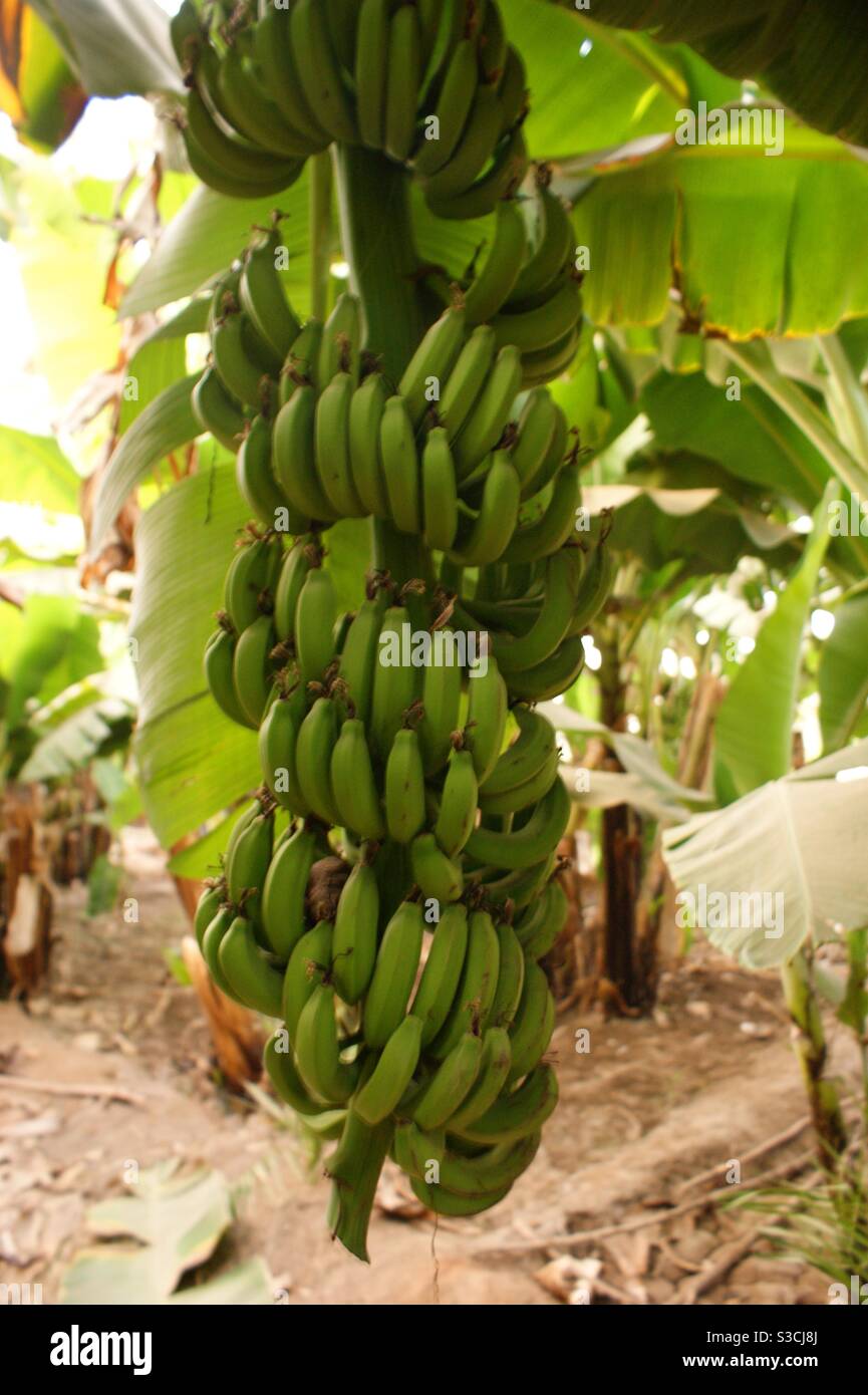 Bananas growing in Egypt, Africa Stock Photo Alamy