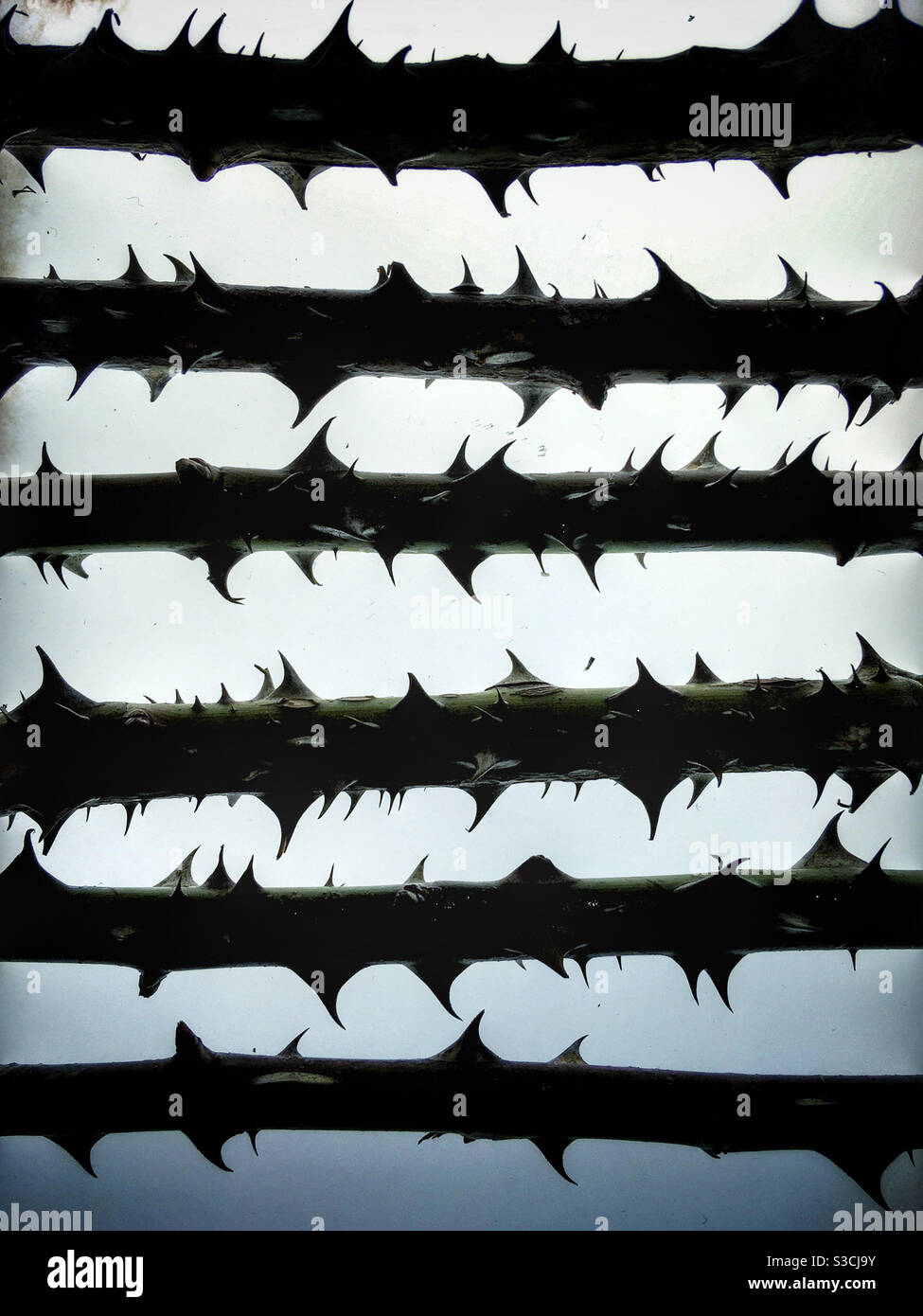 Rose bush thorns - Smartphone Captured Stock Image