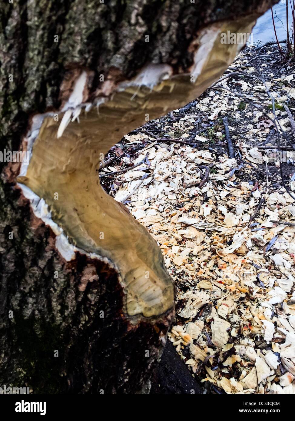 Beaver’s work. A mighty tree is about to fall, Ontario, Canada. - Smartphone Captured Stock Image