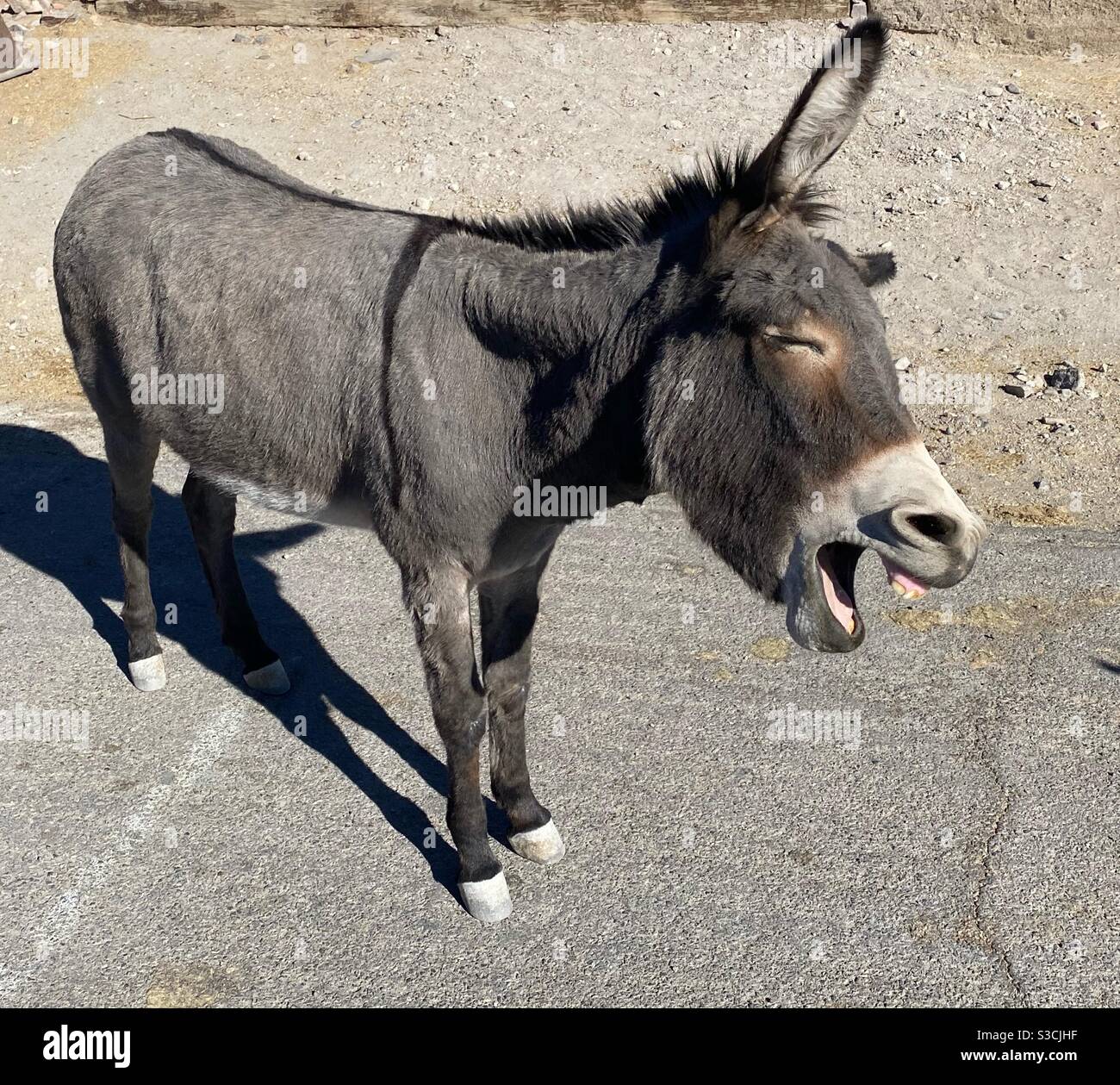 Wild donkey braying on the streets of Oatman Arizona. Stock Photo