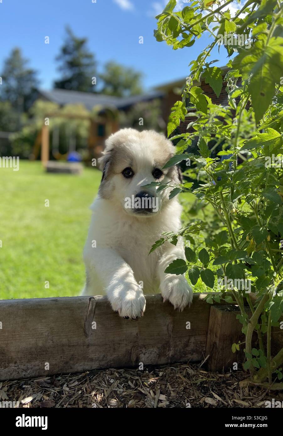 Cute, fluffy Great Pyrenees puppy hiding behind in tomato plant in the garden in the backyard on a sunny day Stock Photo