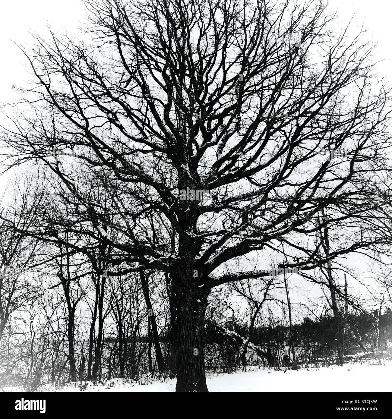 Tree Lonly Lonly tree hi-res stock photography and images - Alamy