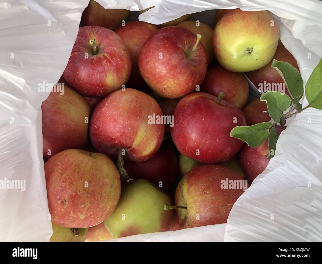 Bag apples apple picking orchard hi-res stock photography and images - Alamy