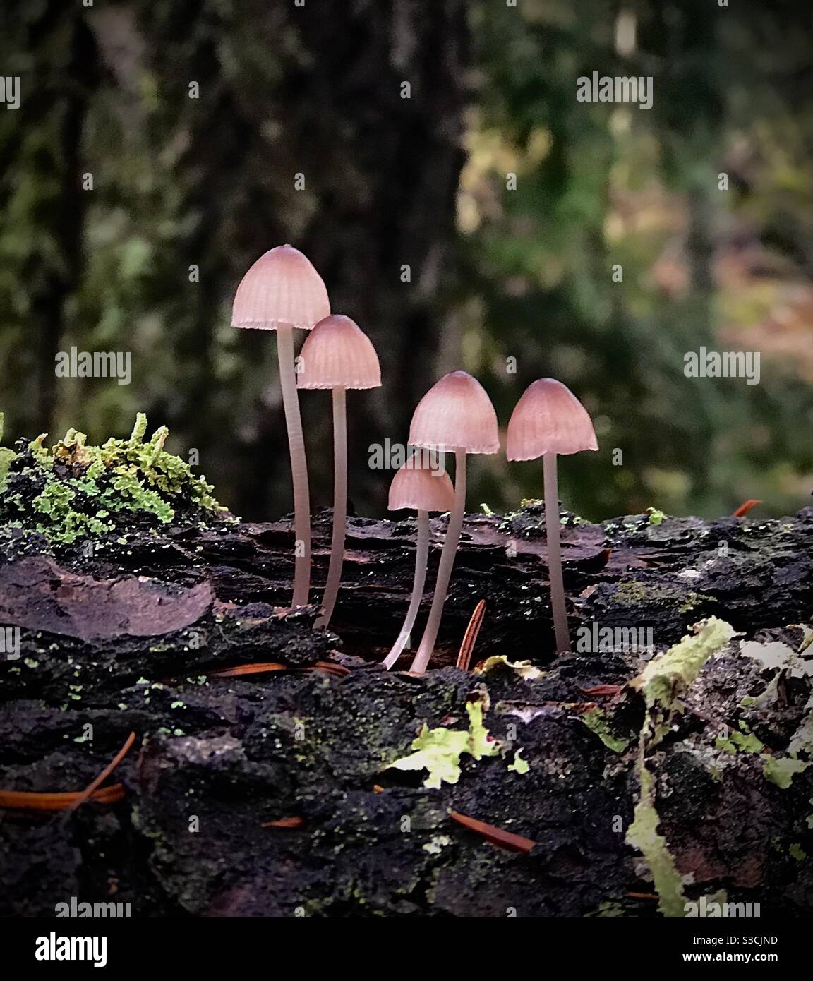Mushroom village Vancouver Island Stock Photo Alamy