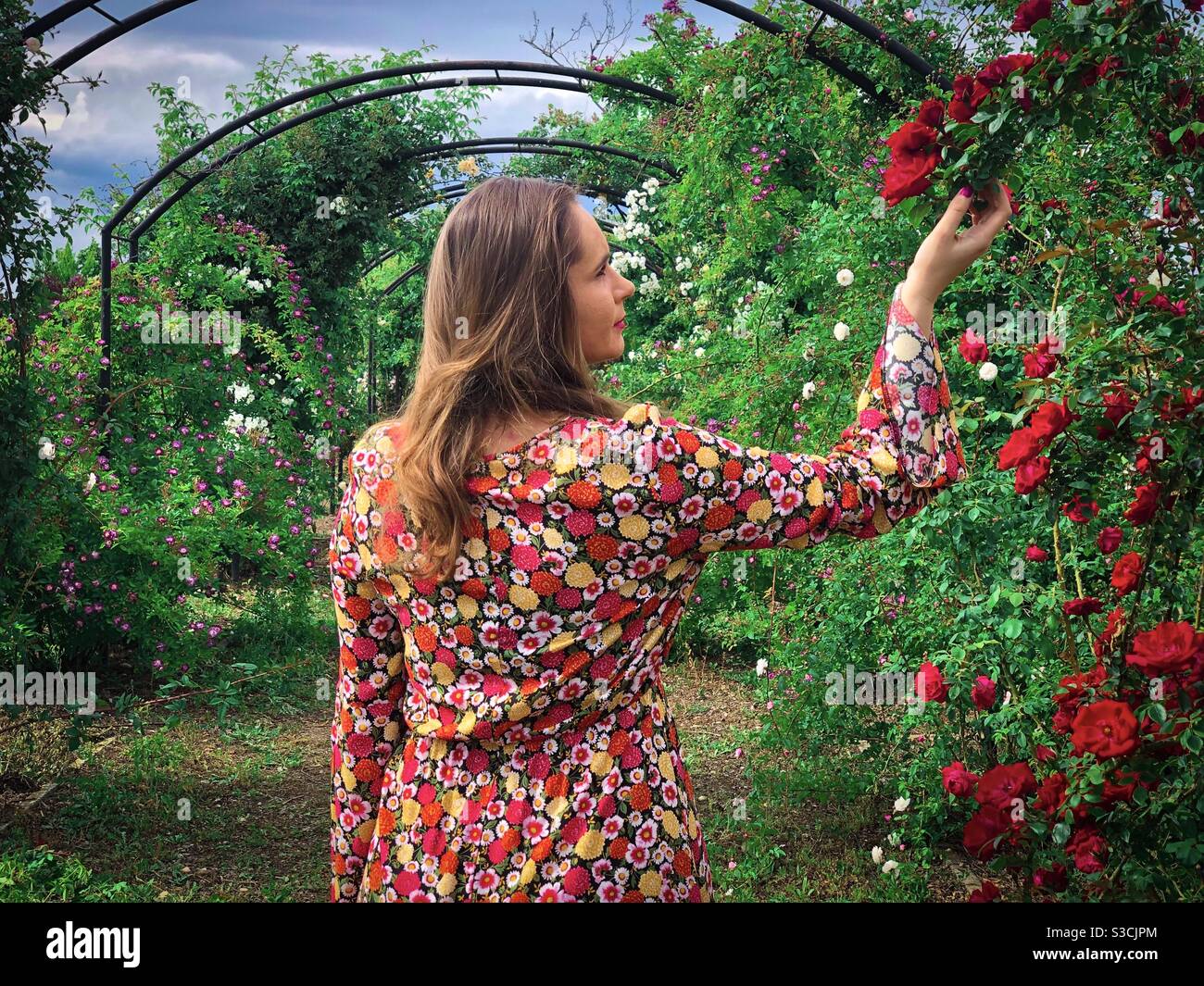 Woman in colorful dress picking up flowers in a garden of roses - Smartphone Captured Stock Image