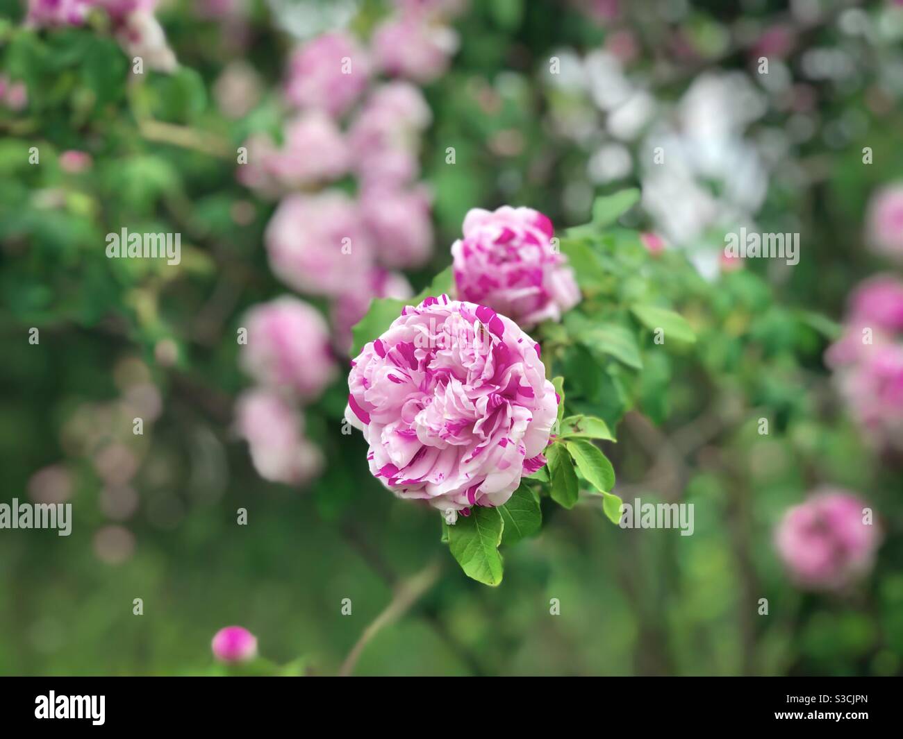 Pink roses in a garden - Smartphone Captured Stock Image