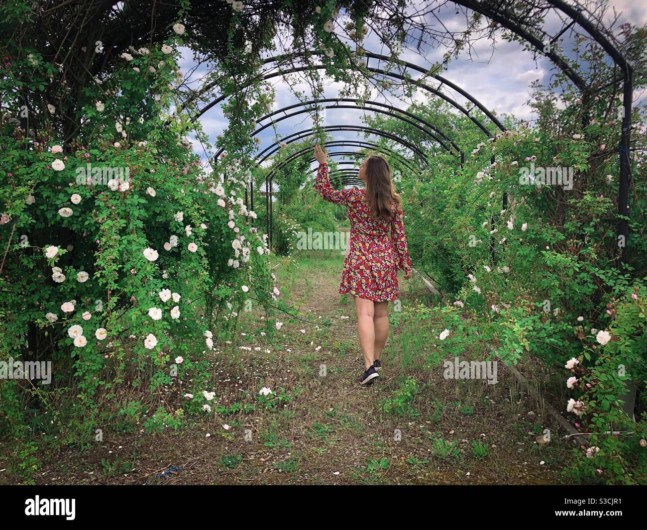 Woman wearing dress picking up roses in a garden - Smartphone Captured Stock Image