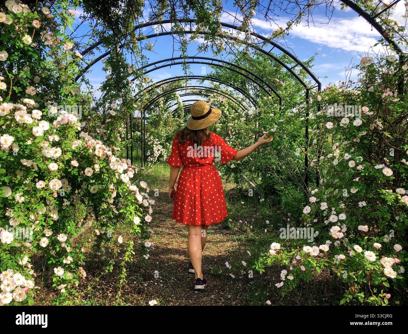 Woman wearing dress and straw hat in a garden of roses - Smartphone Captured Stock Image