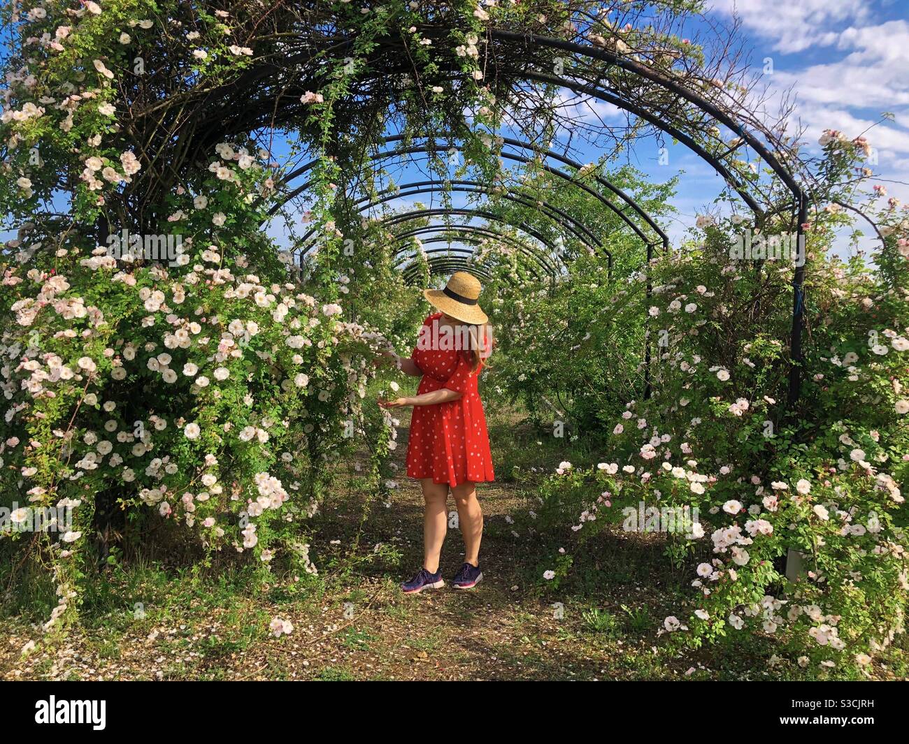 Woman wearing dress and straw hat in a garden of roses - Smartphone Captured Stock Image
