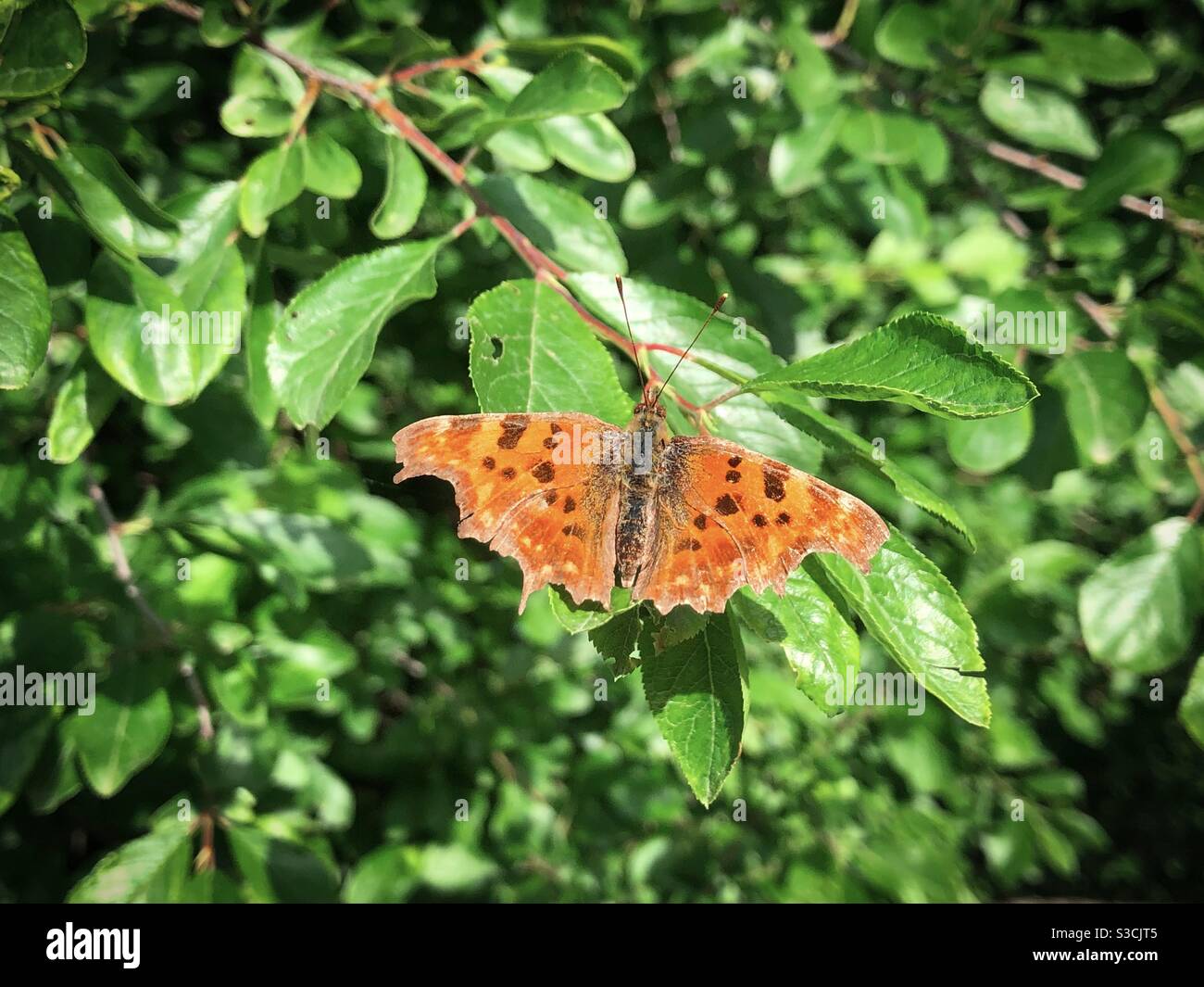 Orange butterfly - Smartphone Captured Stock Image