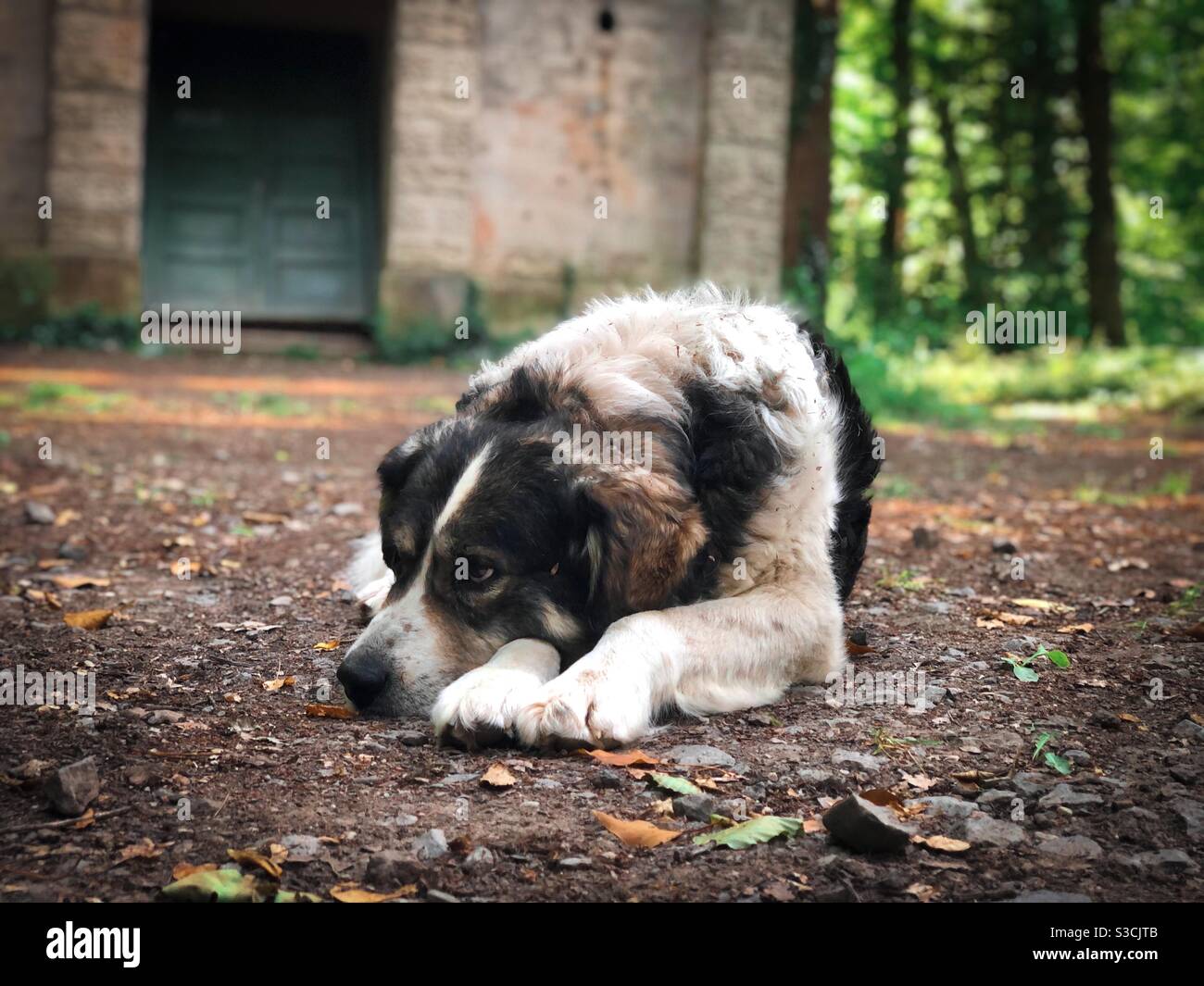 Old dog resting on the ground - Smartphone Captured Stock Image