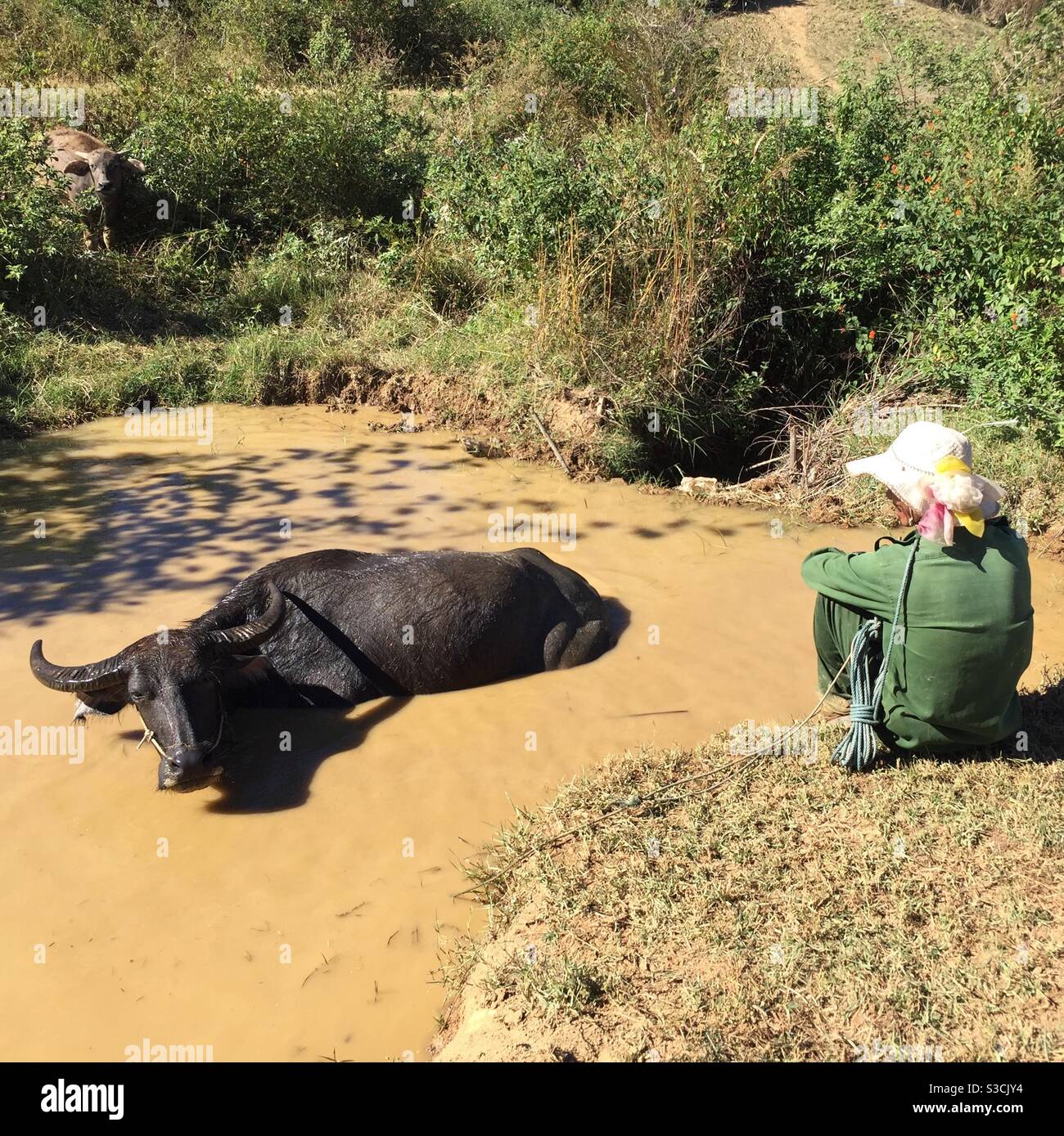Farmer watching his water buffalo having a bath in muddy water Myanmar Stock Photo