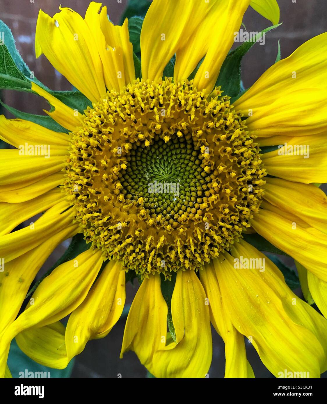 Nature’s perfection - a beautiful bright yellow sunflower Stock Photo ...