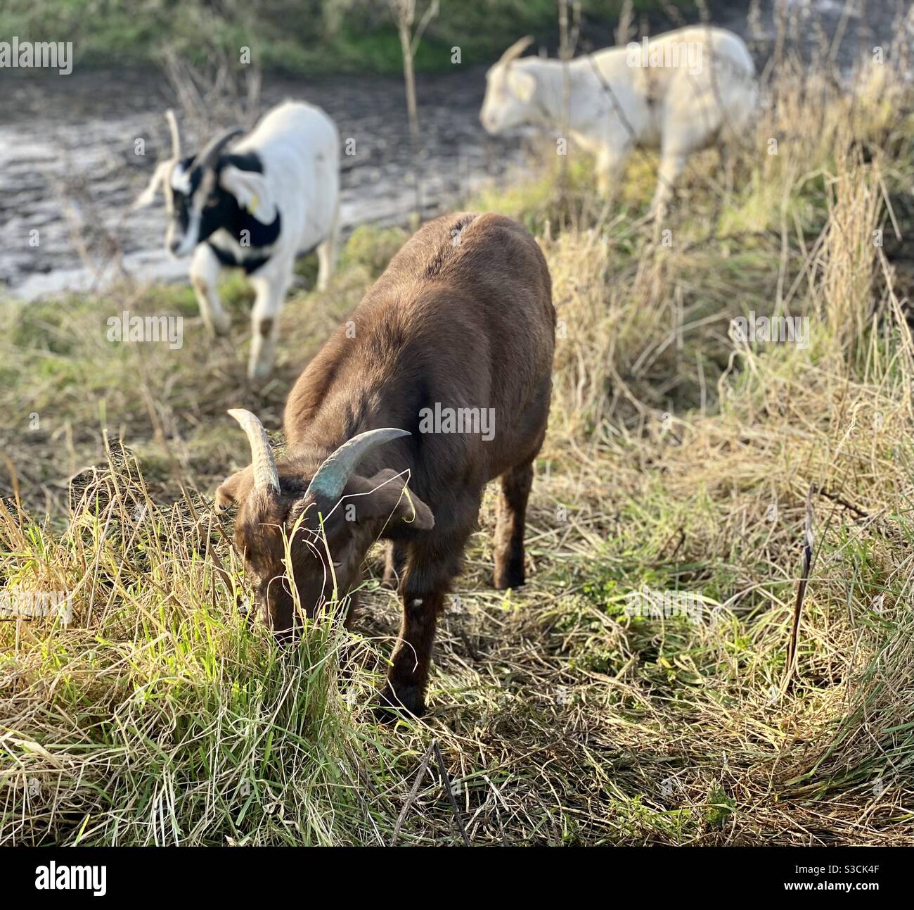 Streetgoat bristol - Smartphone Captured Stock Image