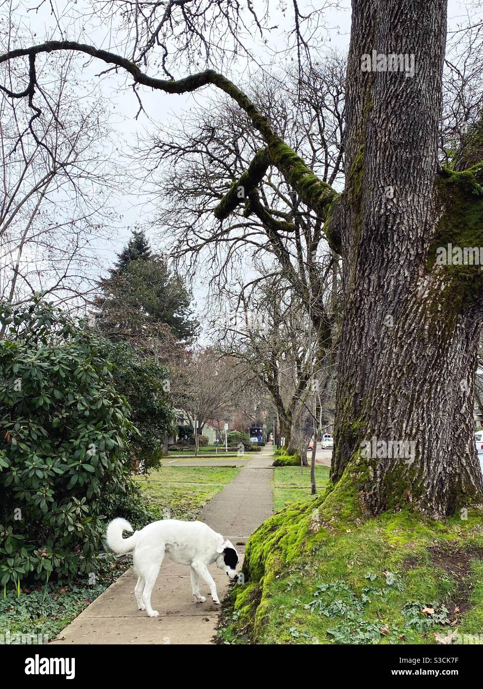 Dog sniffing tree hires stock photography and images Alamy