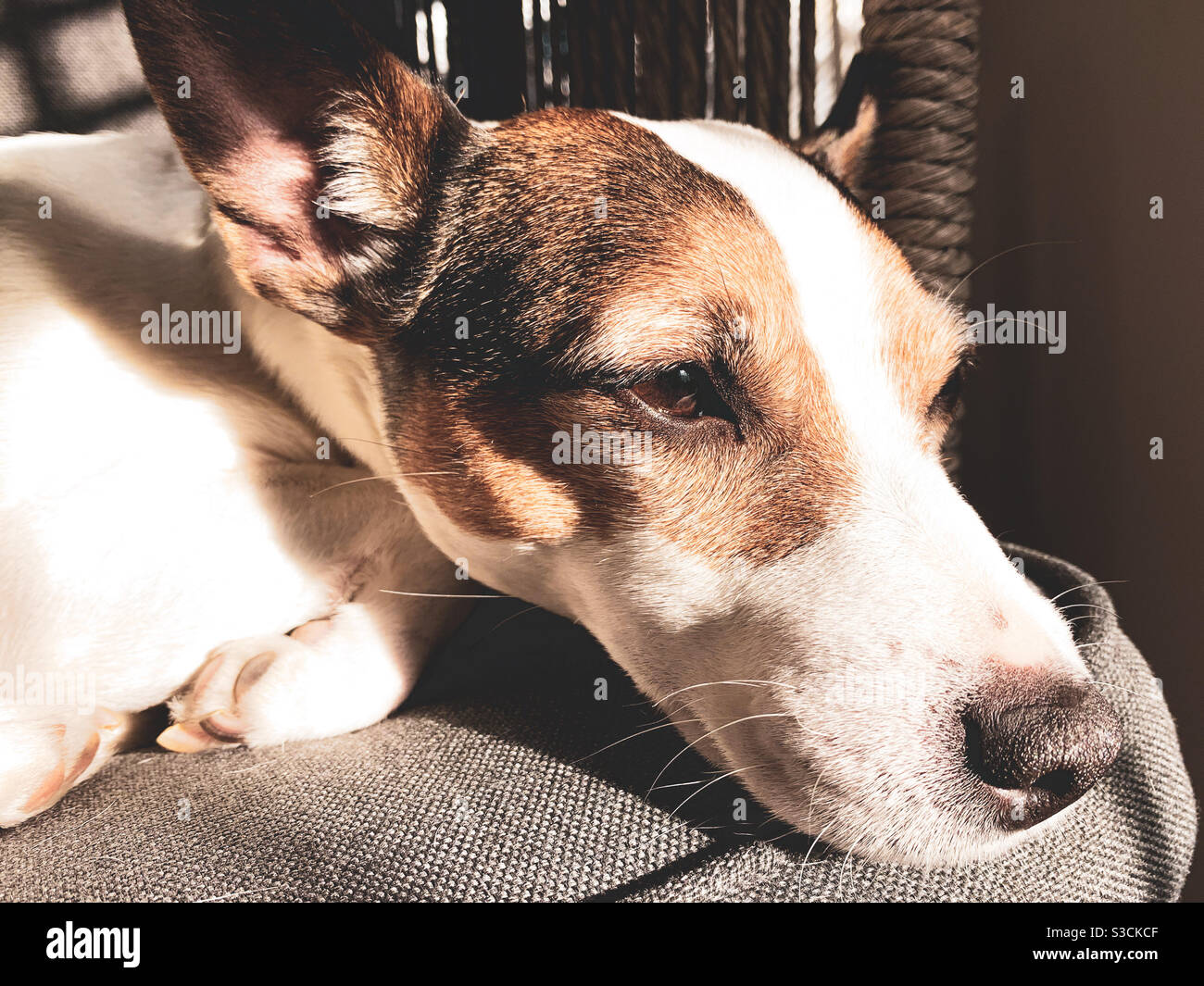 Close up image of face of Jack Russell Terrier relaxing in the morning sunlight. - Smartphone Captured Stock Image