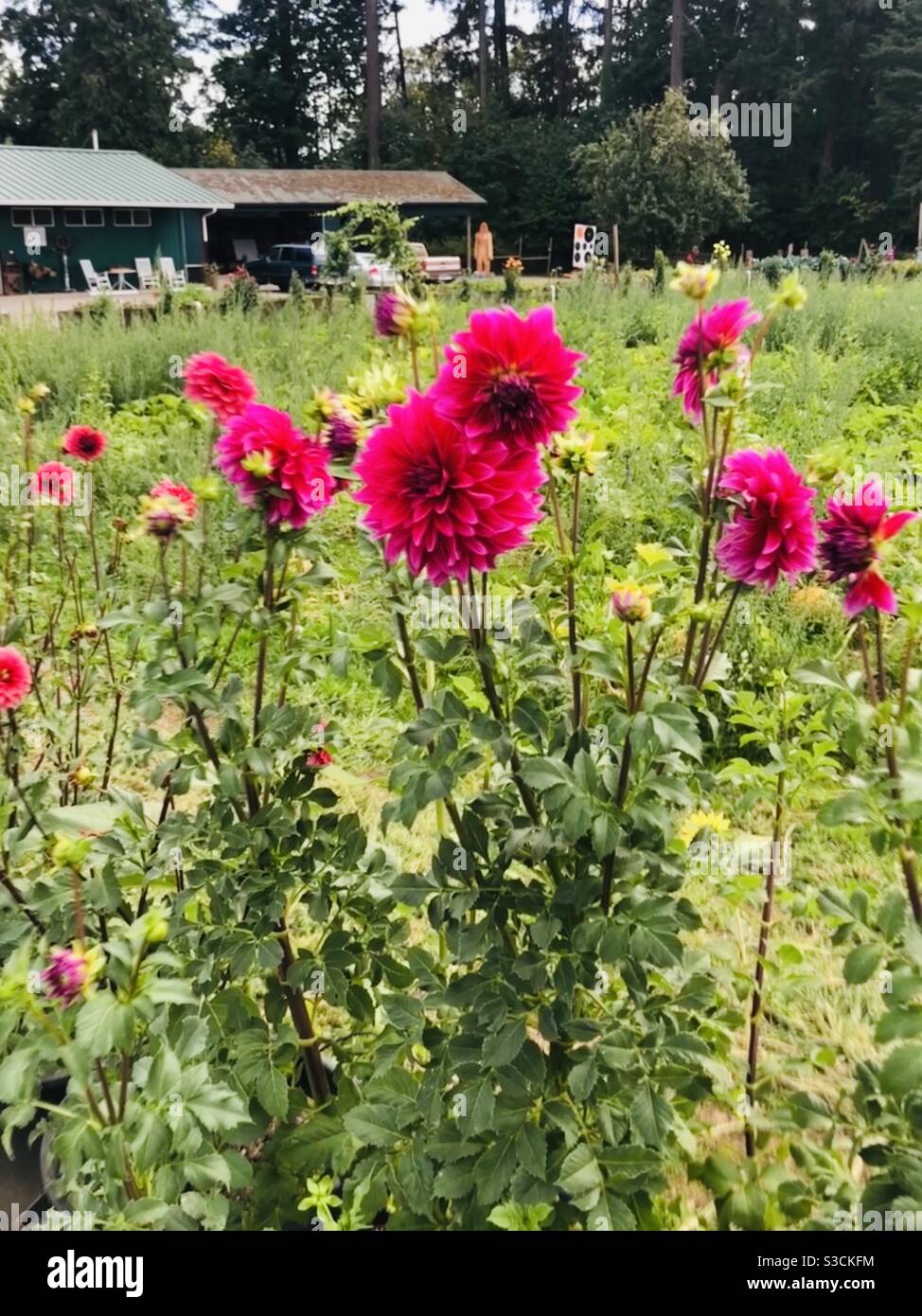 A field of Bright hot pink zinnias dot the expansive property of a rural Oregon Neighborhood outside of Portland with a wooden carved Sasquatch statue in the distance in front of a forest - Smartphone Captured Stock Image