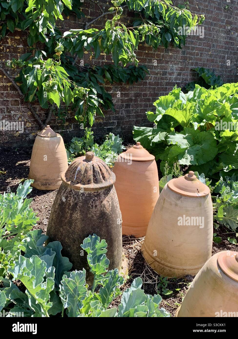 A collection of antique and new rhubarb forcers in the vegetable garden at The Pig in Gittisham Devon on a summer’s day. Stock Photo