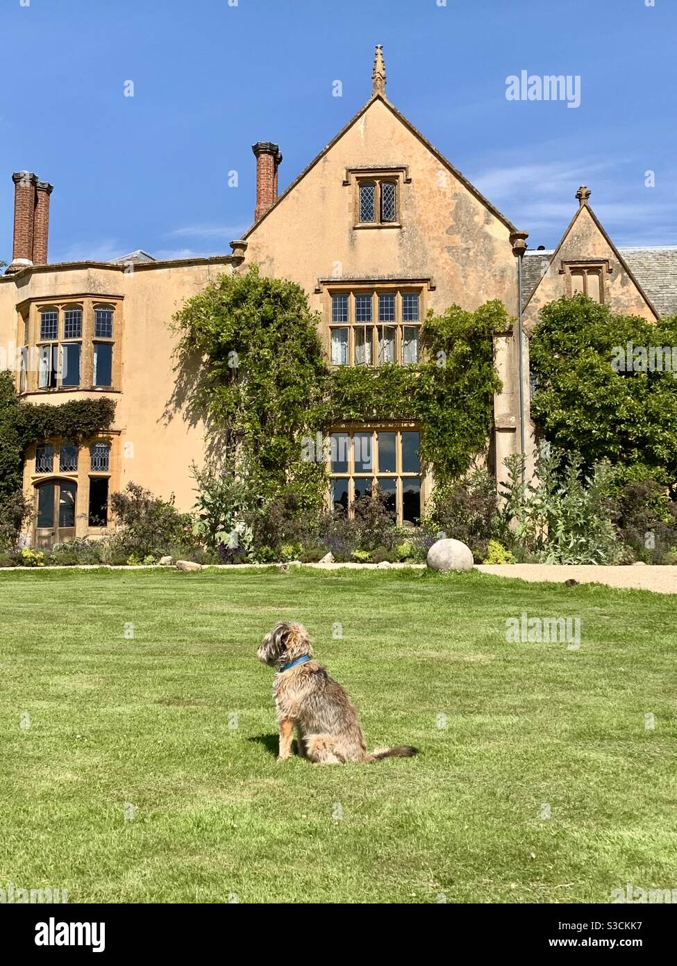 The Pig at Combe in Gittisham, Devon with a happy dog on the lawn in the height of summer. Stock Photo
