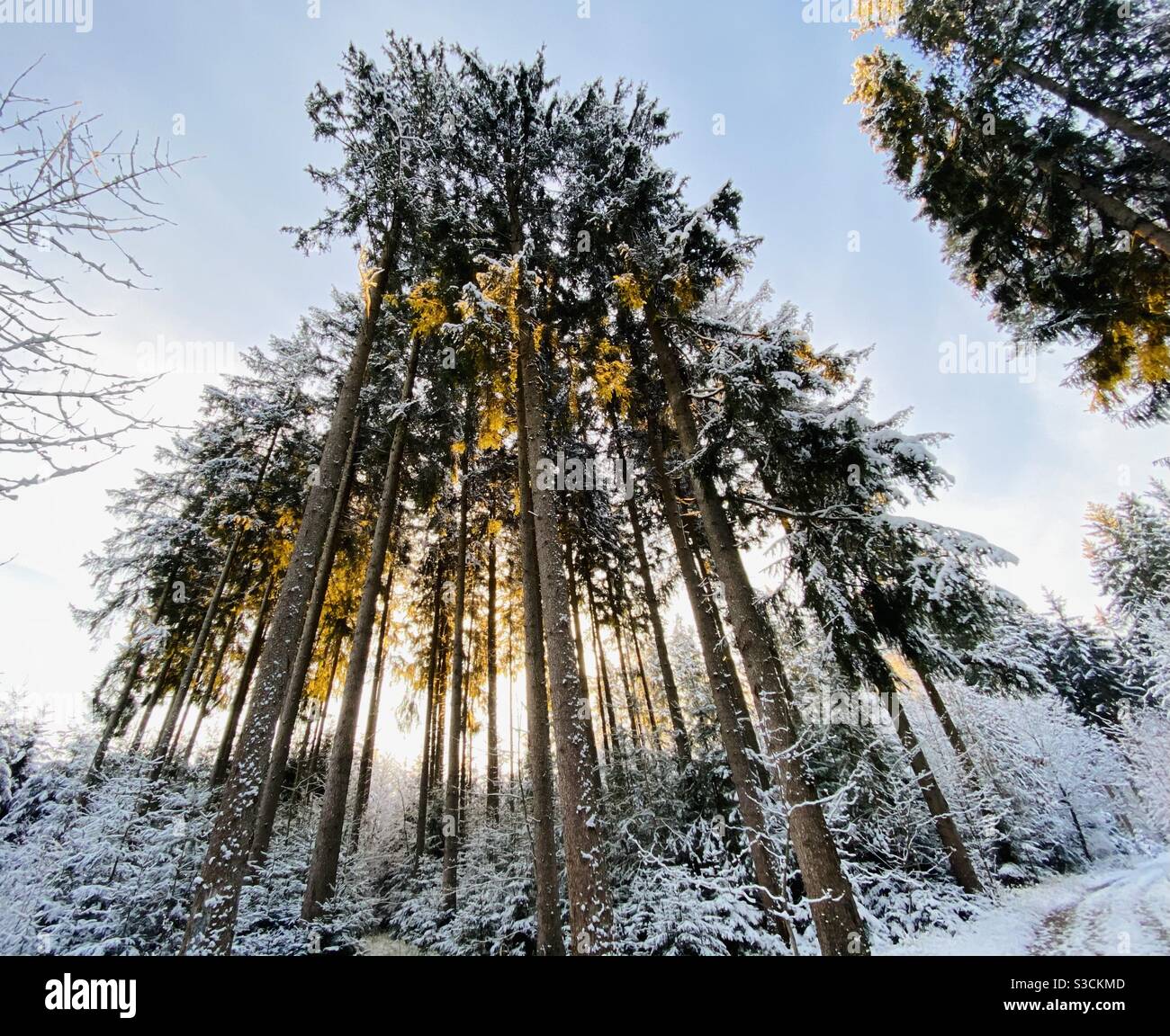Tall trunks hi-res stock photography and images - Alamy