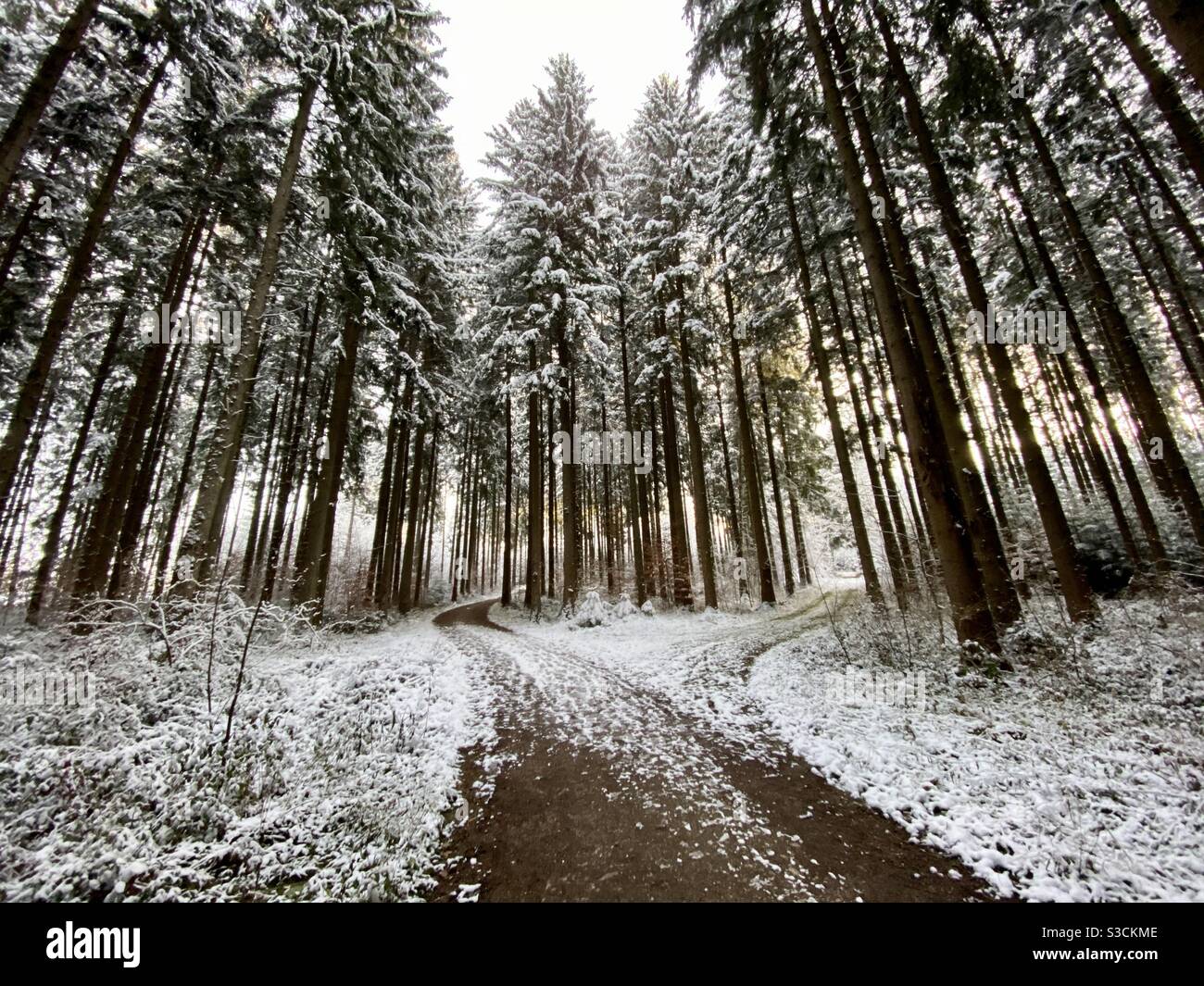 Fork in the road in a pine forest with snow Stock Photo Alamy
