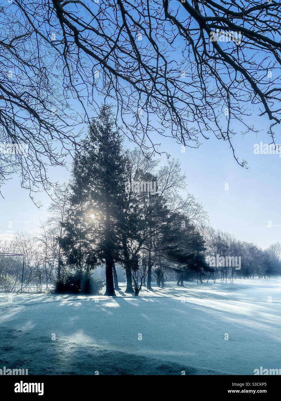 Backlit trees in a frosty field, in winter. - Smartphone Captured Stock Image