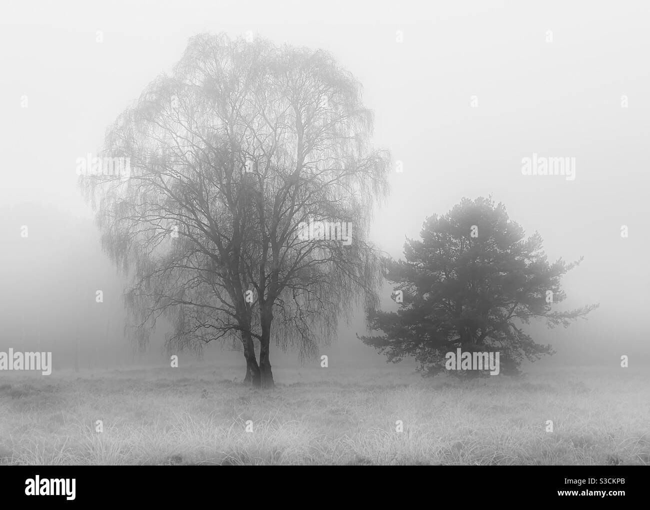 Trees in freezing fog. - Smartphone Captured Stock Image