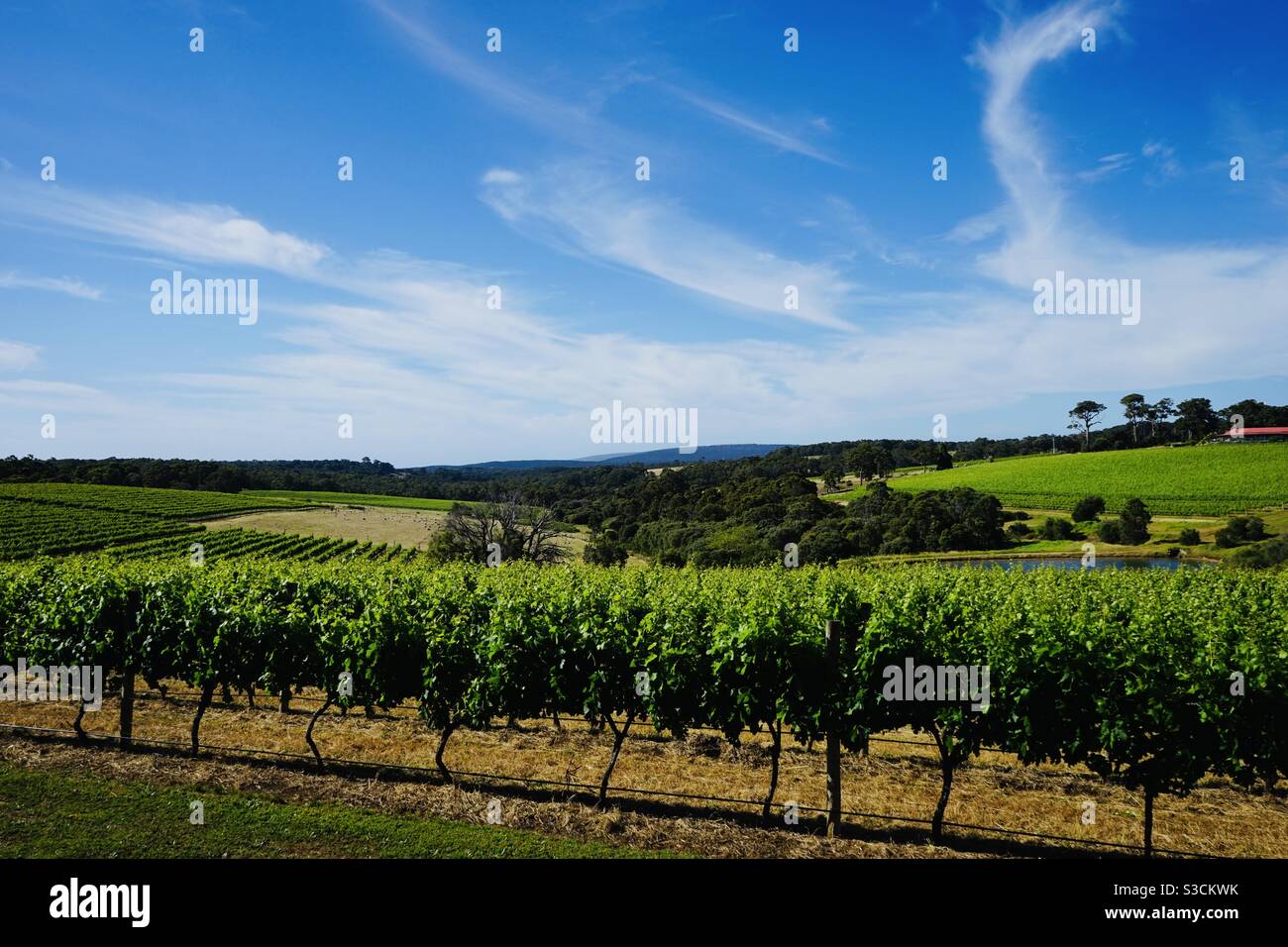 Looking out over vines at a vineyard in Margaret River Western Australia Stock Photo