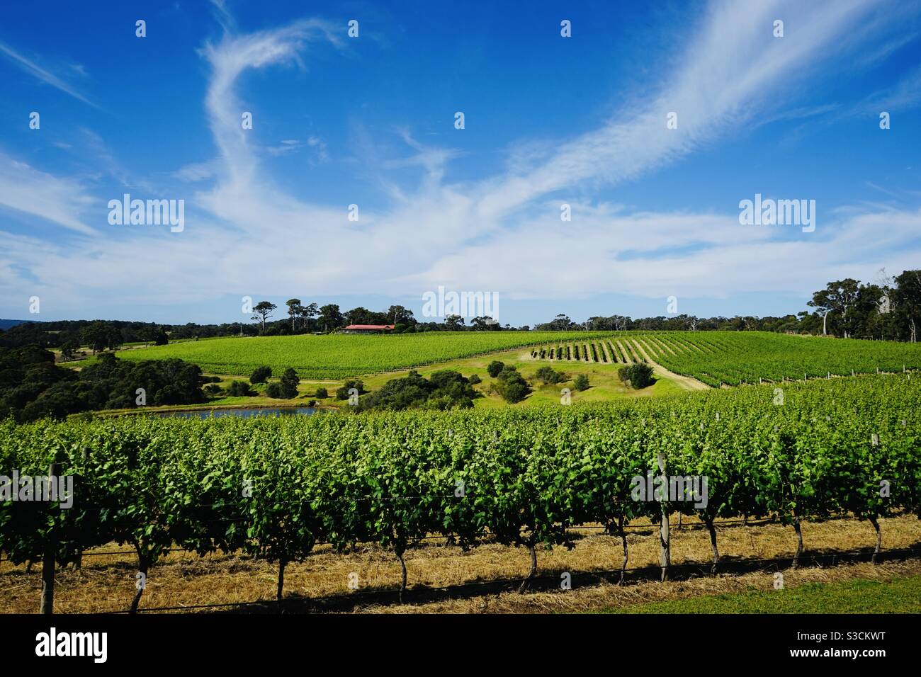 Looking out over vines at winery in Margaret River Western Australia Stock Photo