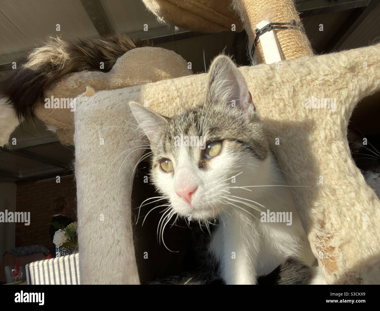 Magnifique Chat Au Soleil Stock Photo Alamy