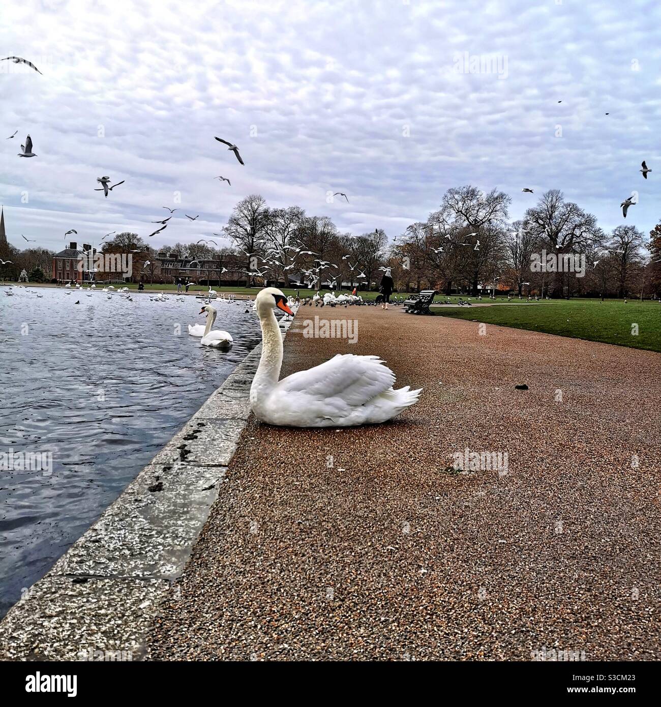 Swan on land sitting in Hyde Park by a pond Stock Photo Alamy