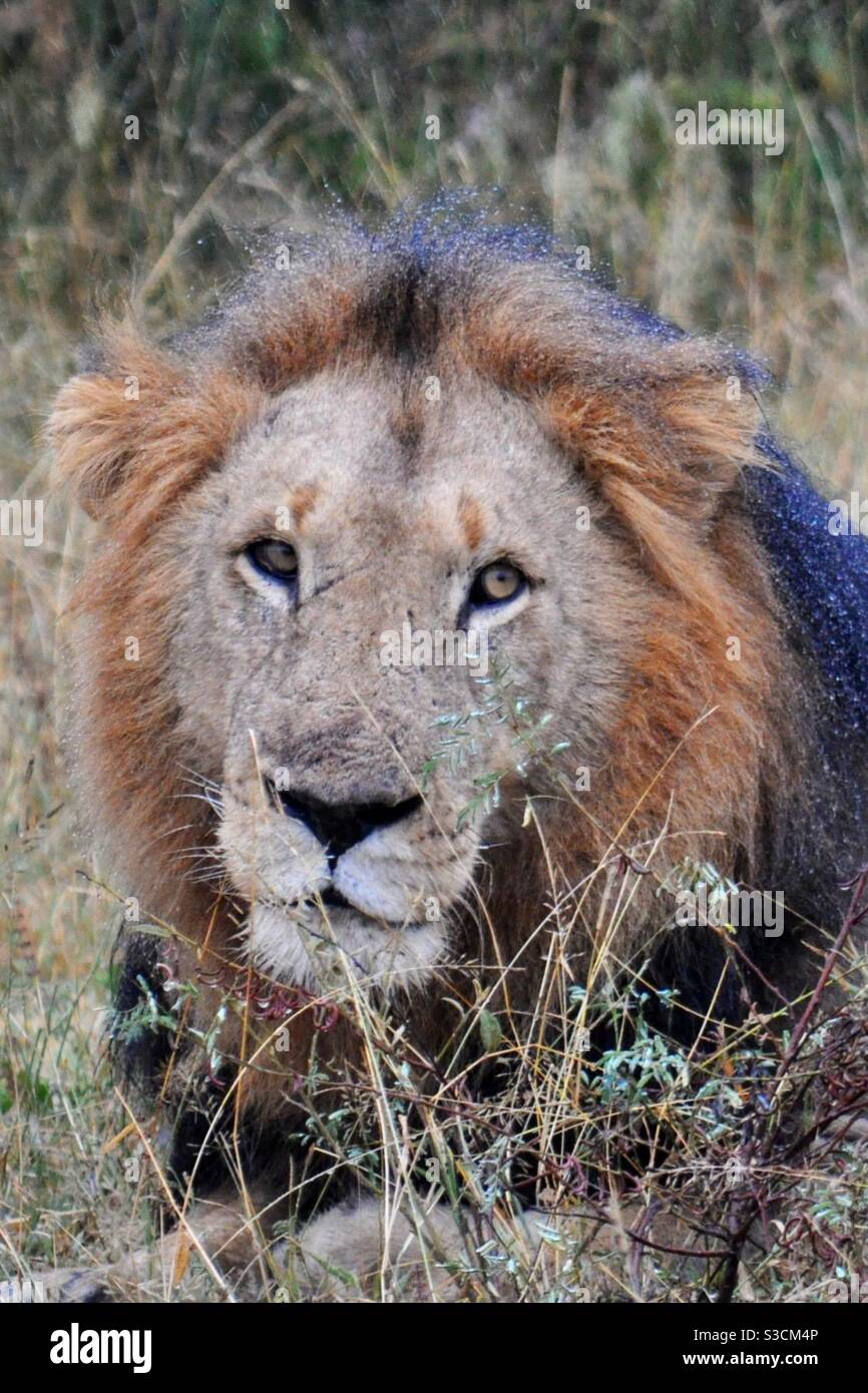 South africa safari lion hi-res stock photography and images - Alamy