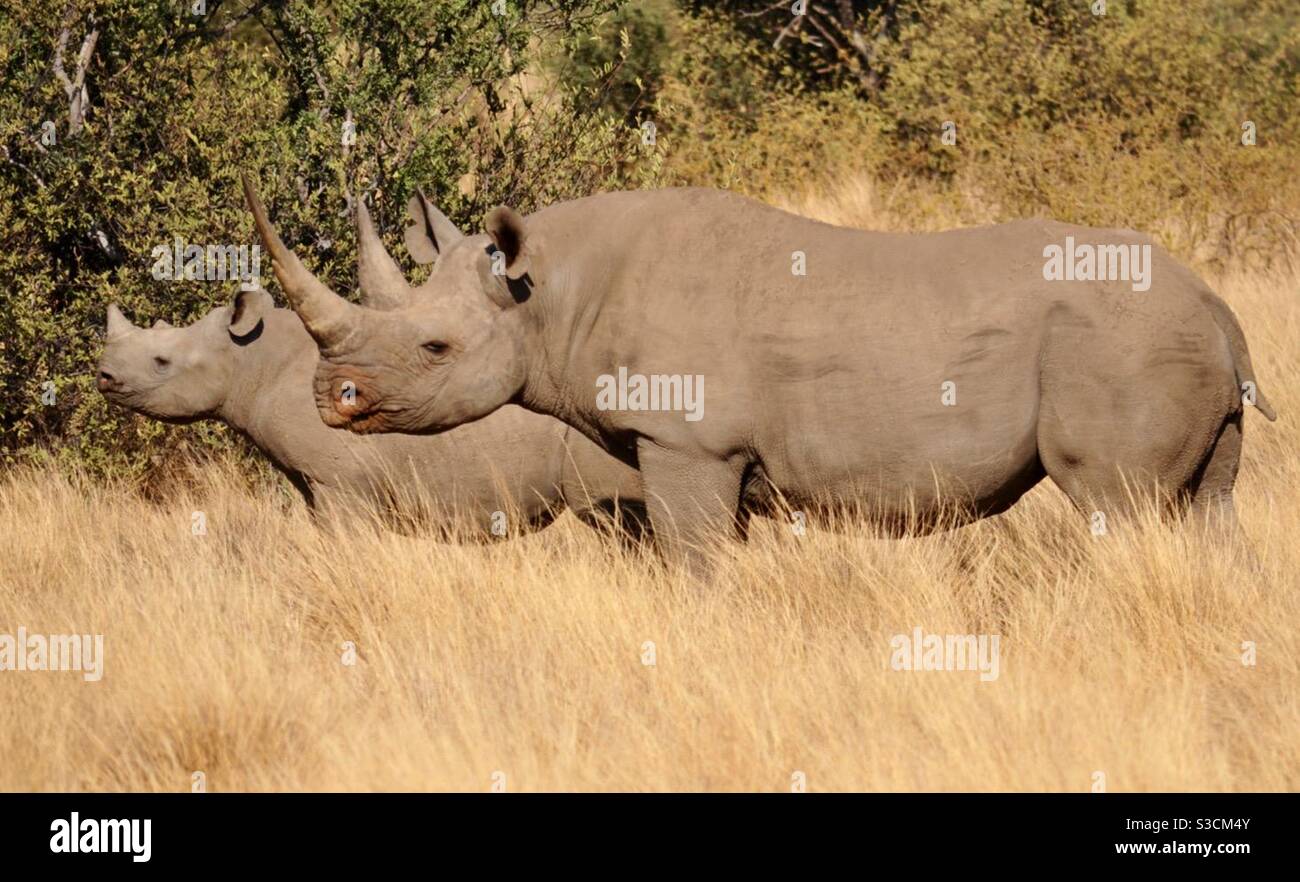 Rhino mom & baby Stock Photo