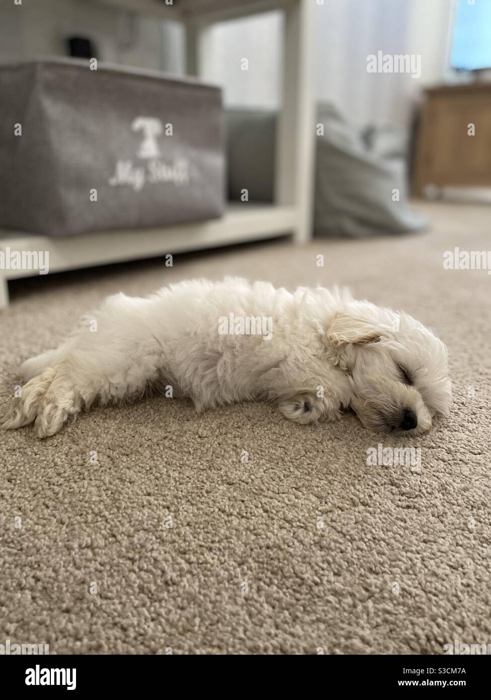 Maltipoo puppy having a sleep Stock Photo Alamy