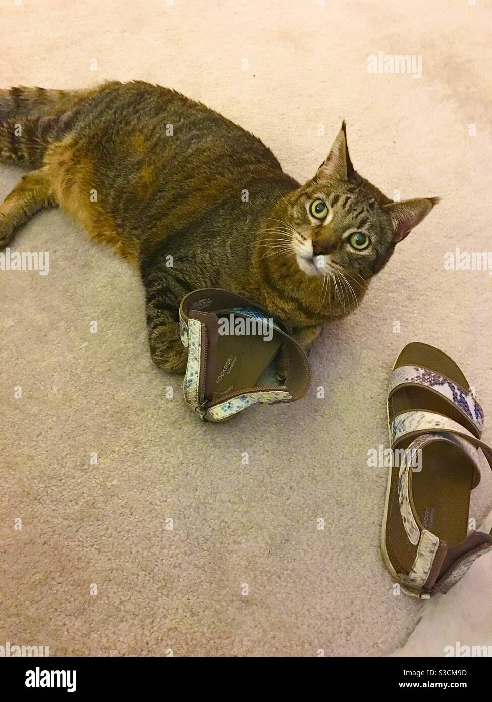 What. This is MY shoe! This tabby cat clutching a sandal seems to be saying. - Smartphone Captured Stock Image