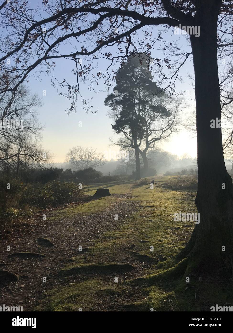 Evening walk with a dog Stock Photo Alamy