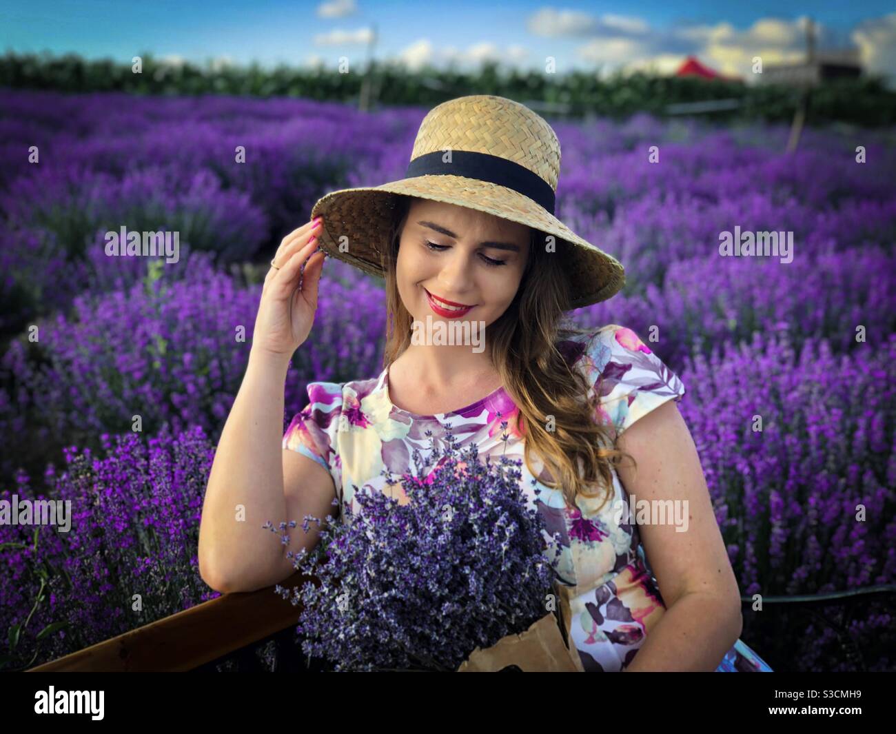 Portrait of happy woman with straw hat holding a bouquet of lavender while sitting down on a bench in a field of lavender - Smartphone Captured Stock Image